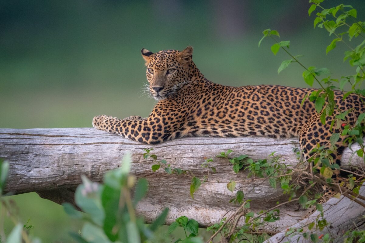 Yala National Park